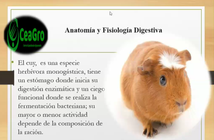 Anatomía  y fisiología de Cuyes